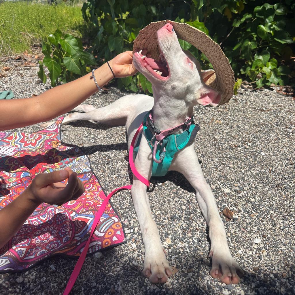 Peppa, an adoptable Mixed Breed in Kailua Kona, HI, 96740 | Photo Image 2