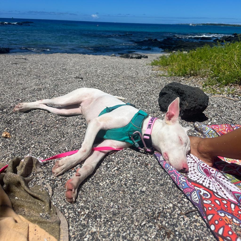 Peppa, an adoptable Mixed Breed in Kailua Kona, HI, 96740 | Photo Image 3