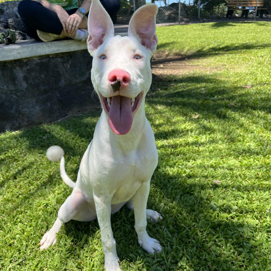 Peppa, an adoptable Mixed Breed in Kailua Kona, HI, 96740 | Photo Image 4