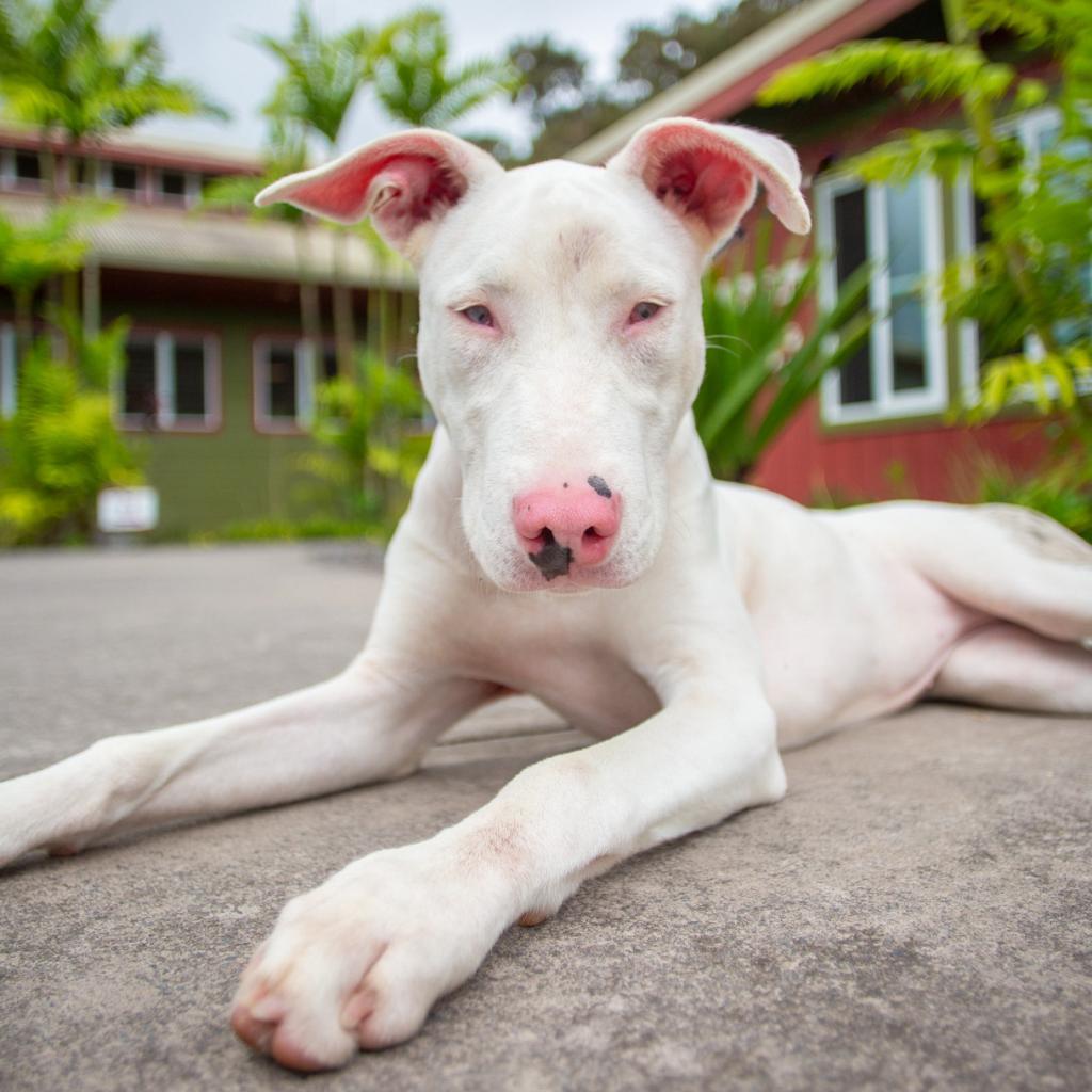 Peppa, an adoptable Mixed Breed in Kailua Kona, HI, 96740 | Photo Image 6