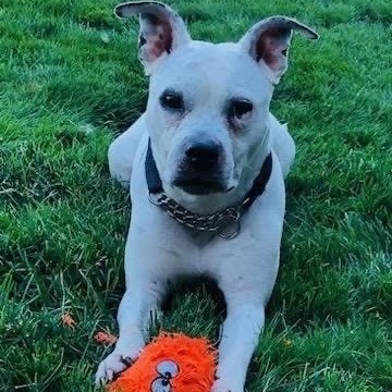 AnaBella, an adoptable American Staffordshire Terrier in Bismarck, ND, 58507 | Photo Image 1