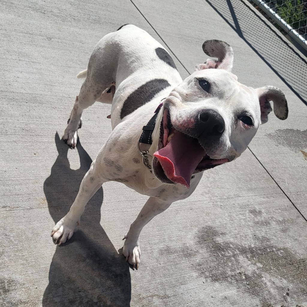 AnaBella, an adoptable American Staffordshire Terrier in Bismarck, ND, 58507 | Photo Image 2