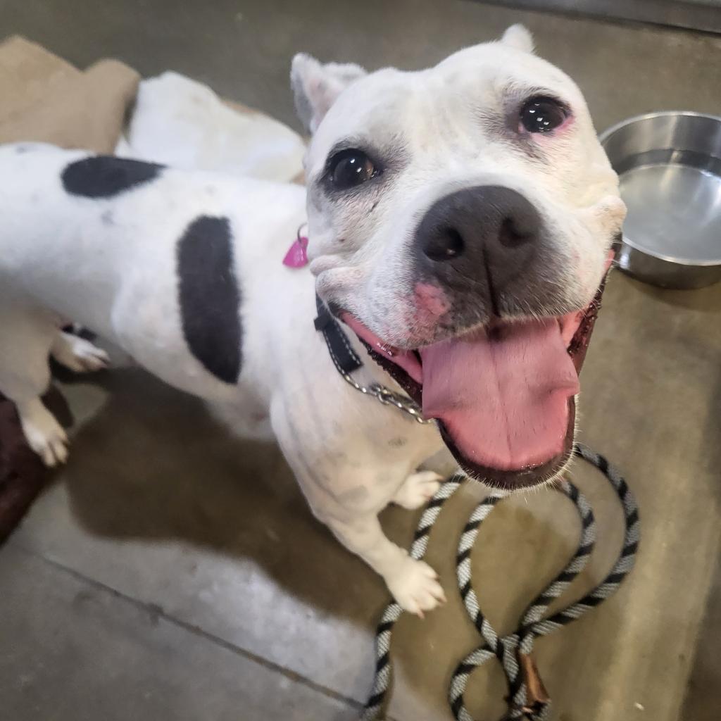 AnaBella, an adoptable American Staffordshire Terrier in Bismarck, ND, 58507 | Photo Image 3