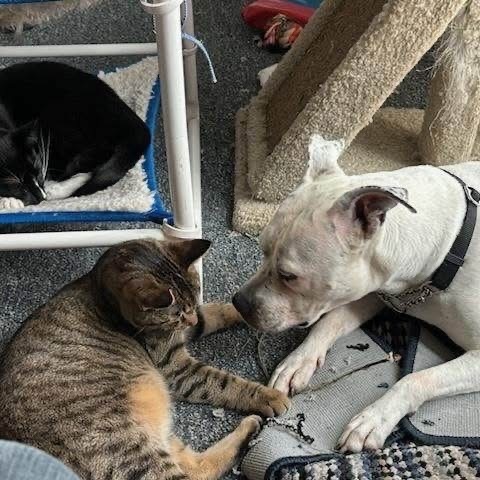 AnaBella, an adoptable American Staffordshire Terrier in Bismarck, ND, 58507 | Photo Image 4