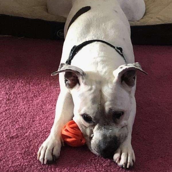 AnaBella, an adoptable American Staffordshire Terrier in Bismarck, ND, 58507 | Photo Image 5