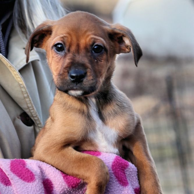 Dog For Adoption - Ct Island Avail Jan 11, A Jack Russell Terrier Mix 