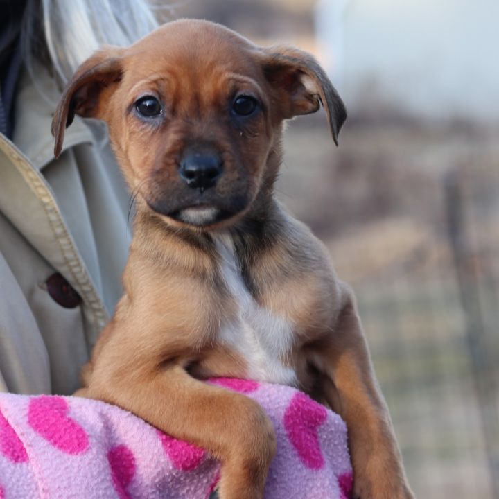 Dog for adoption - CT Island avail Jan 11, a Jack Russell Terrier Mix ...