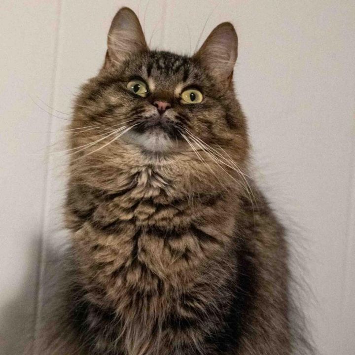 Argyle (FeLV+) 8724 7