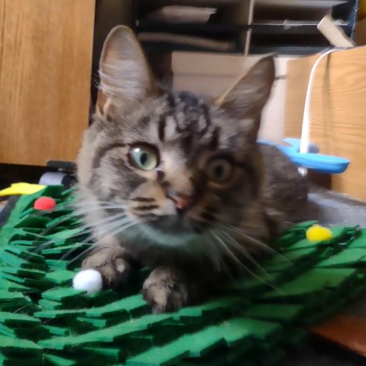 Argyle (FeLV+) 8724 8