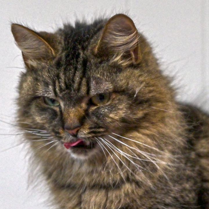 Argyle (FeLV+) 8724 9