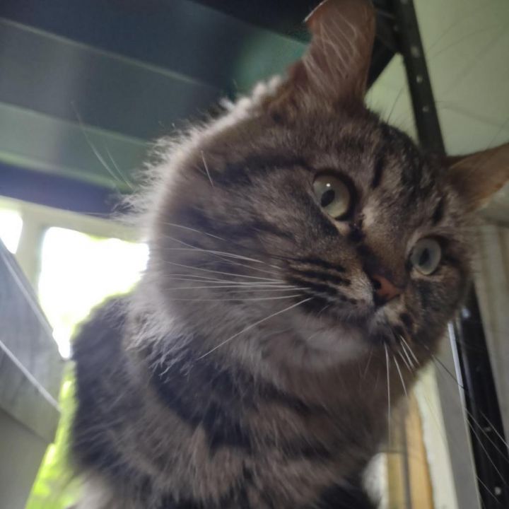 Argyle (FeLV+) 8724 10