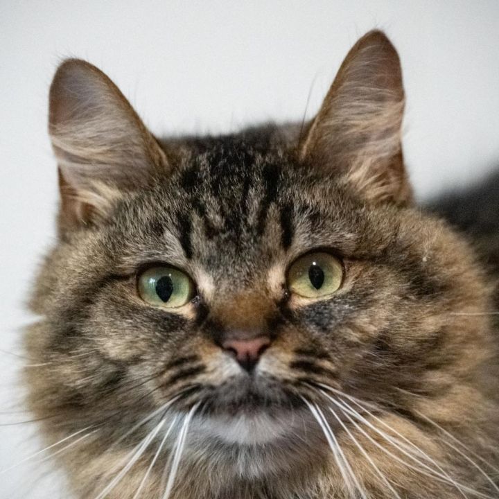 Argyle (FeLV+) 8724 11