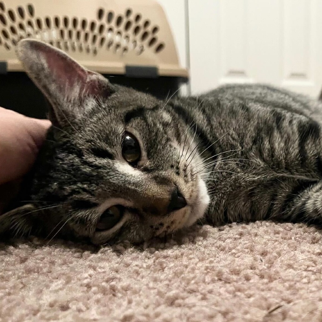 Miso