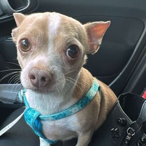 Flynn TAF PDR, Senior Male Chihuahua