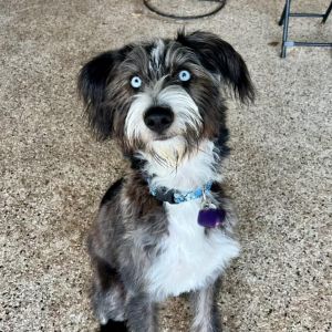 Meet Harper Jane Harper Jane is a 1-year-old 39-pound Terrier mix whos full of life and ready to 