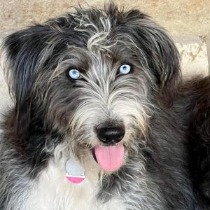 Meet Harper Jane Harper Jane is a 1-year-old 39-pound Terrier mix whos full of life and ready to 