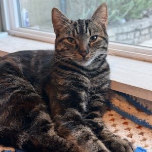 CoralineCocoLil Missy is an affectionate and playful young cat Shes in her t