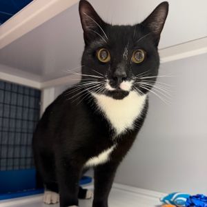 Oreo, Young Male Domestic Short Hair