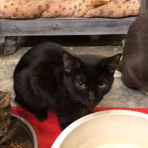 Fudge, Young Female Domestic Short Hair
