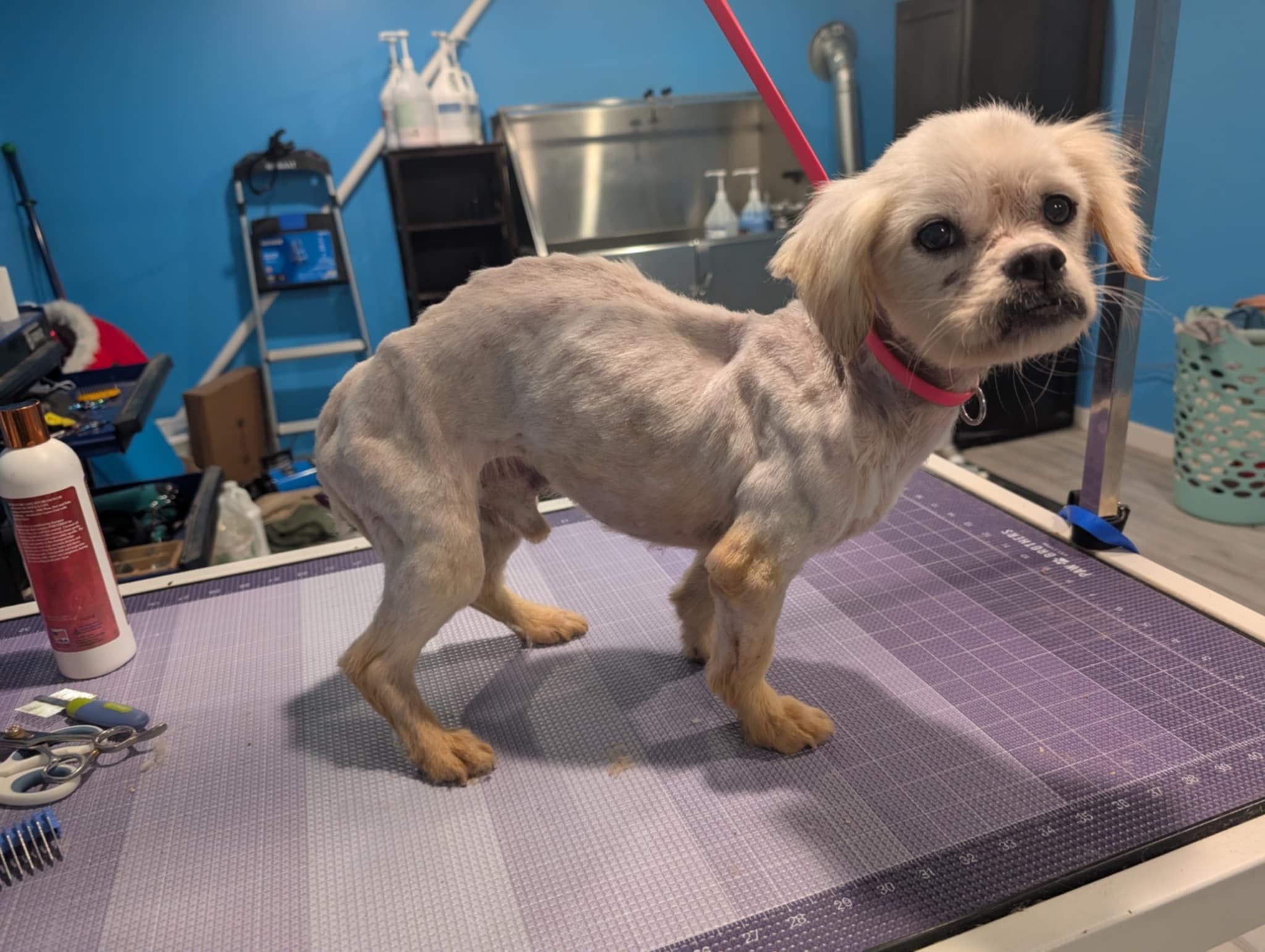 Edgar, an adoptable Pekingese in Knoxville, TN, 37920 | Photo Image 1