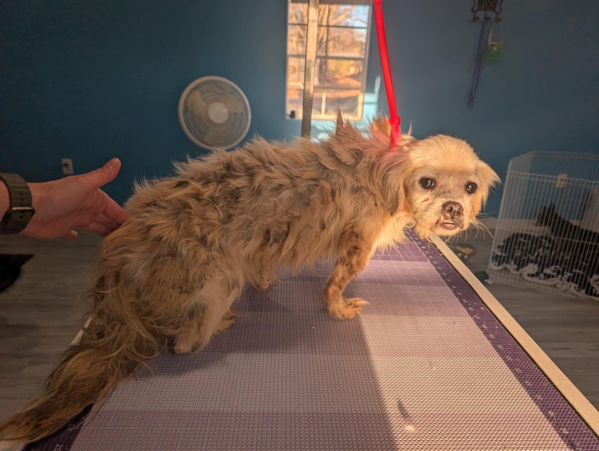 Edgar, an adoptable Pekingese in Knoxville, TN, 37920 | Photo Image 6