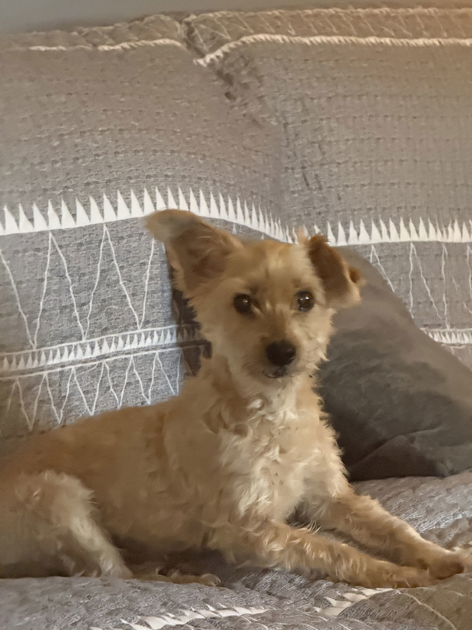 Fluffy, an adoptable Poodle, Maltese in Middlesex, NC, 27557 | Photo Image 1