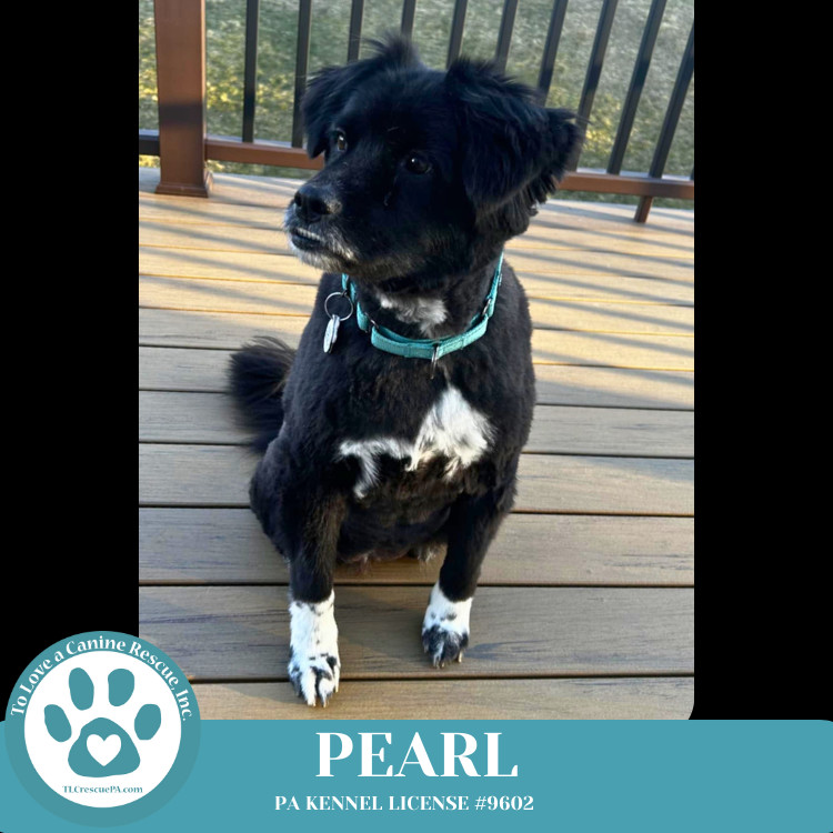 Pearl aka Kacie (Kari pup) 072824