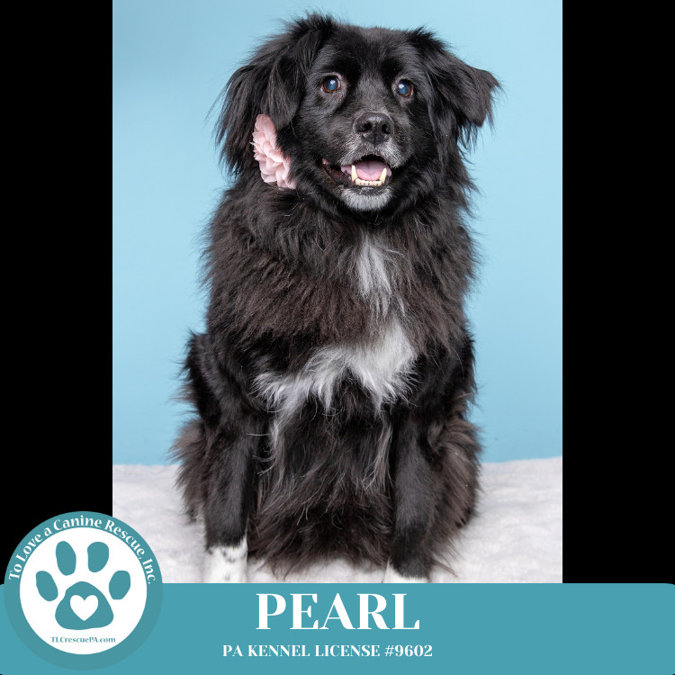 Pearl aka Kacie (Kari pup) 072824