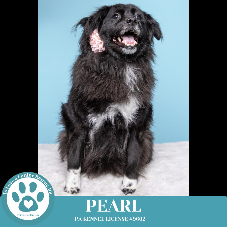 Pearl aka Kacie (Kari pup) 072824