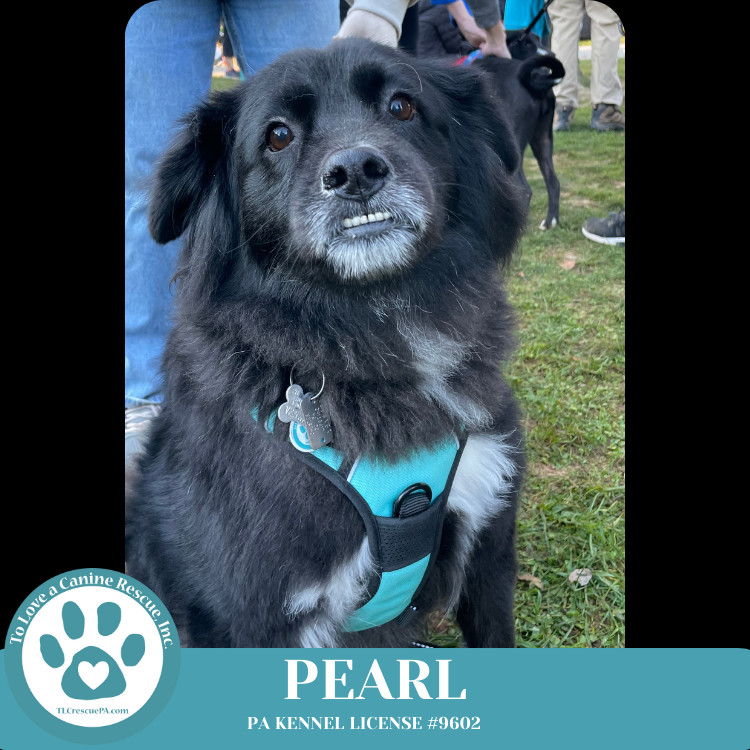 Pearl aka Kacie (Kari pup) 072824