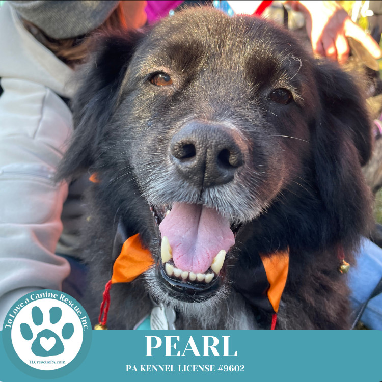 Pearl aka Kacie (Kari pup) 072824