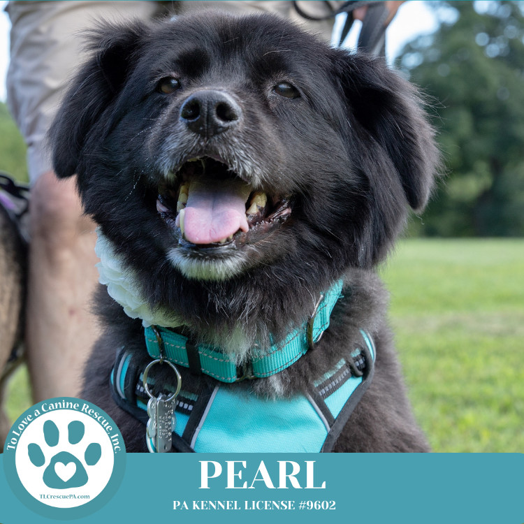 Pearl aka Kacie (Kari pup) 072824