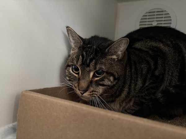 Cat for adoption Tigger a Domestic Short Hair Mix in Staten Island Cat for adoption Tigger a Domestic Short Hair Mix in Staten Island