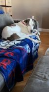 Loki photo 4