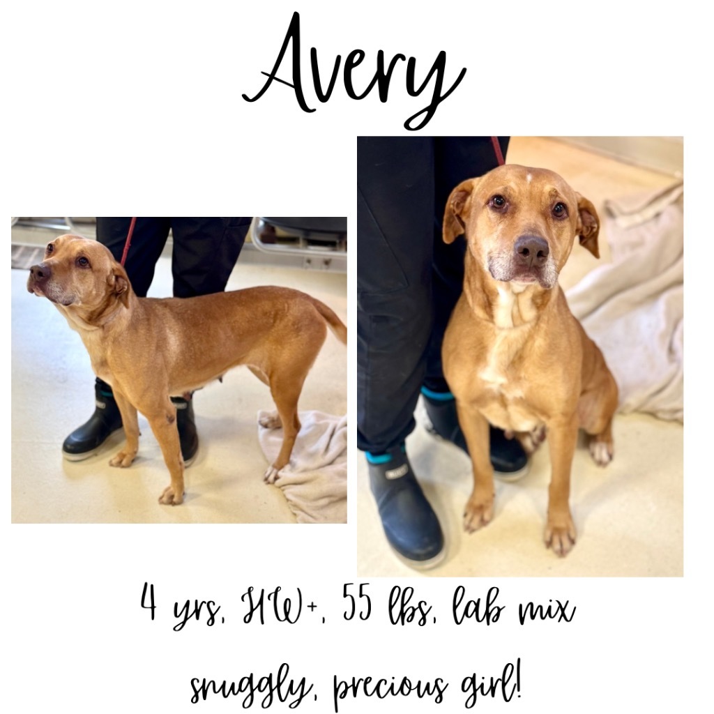 Avery