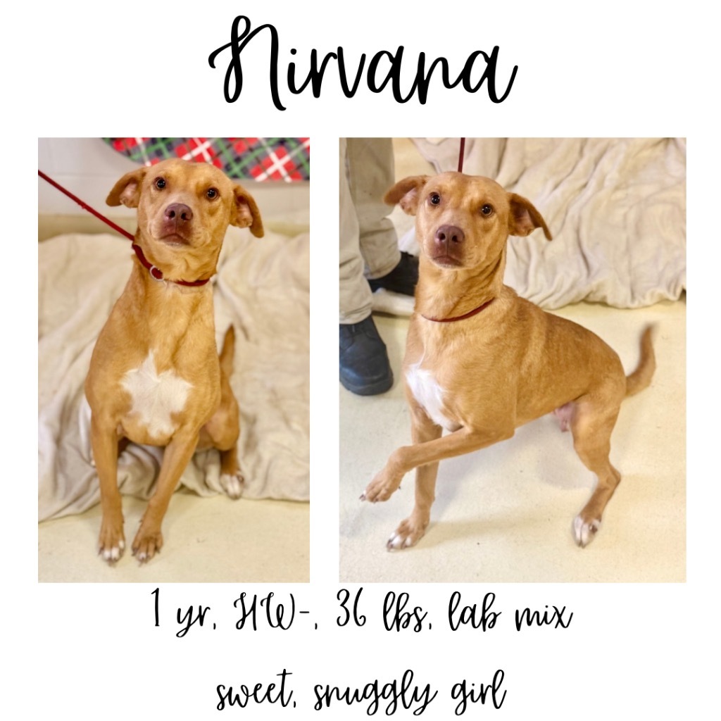 Nirvana