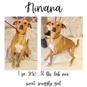 Nirvana, Young Female unknown