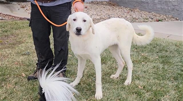 GHOST, an adoptable Akbash, Mixed Breed in Casper, WY, 82601 | Photo Image 1