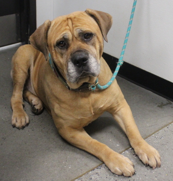 Vc 12d Ace, an adoptable Bullmastiff in Lawrenceville, GA, 30045 | Photo Image 1