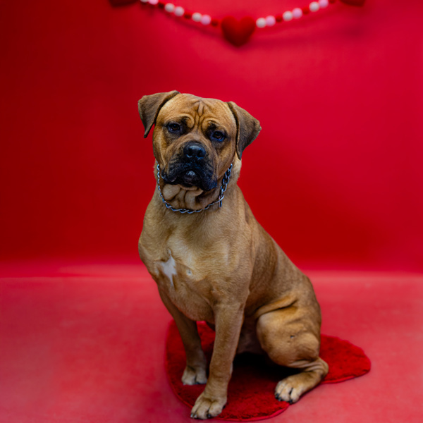 Pen 122c Kingston, an adoptable Bullmastiff in Lawrenceville, GA, 30045 | Photo Image 1