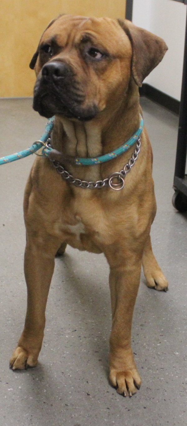 Pen 122c Kingston, an adoptable Bullmastiff in Lawrenceville, GA, 30045 | Photo Image 2