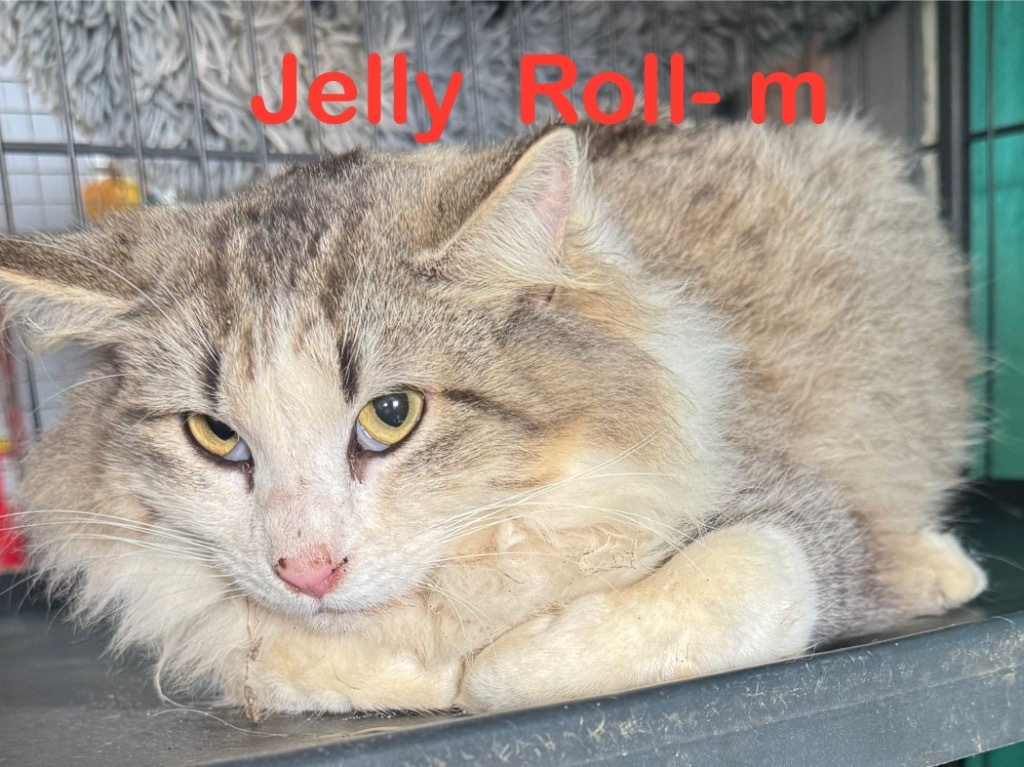 Jelly Roll 25