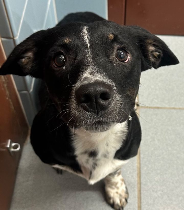 Dog For Adoption - Reba, A Corgi & Australian Cattle Dog   Blue Heeler 