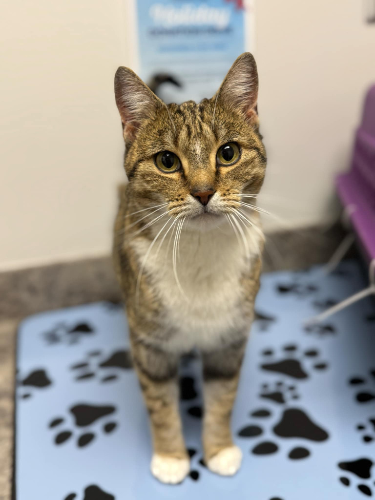 Elfine, an adoptable Domestic Short Hair in Calgary, AB, T3S 0C5 | Photo Image 1