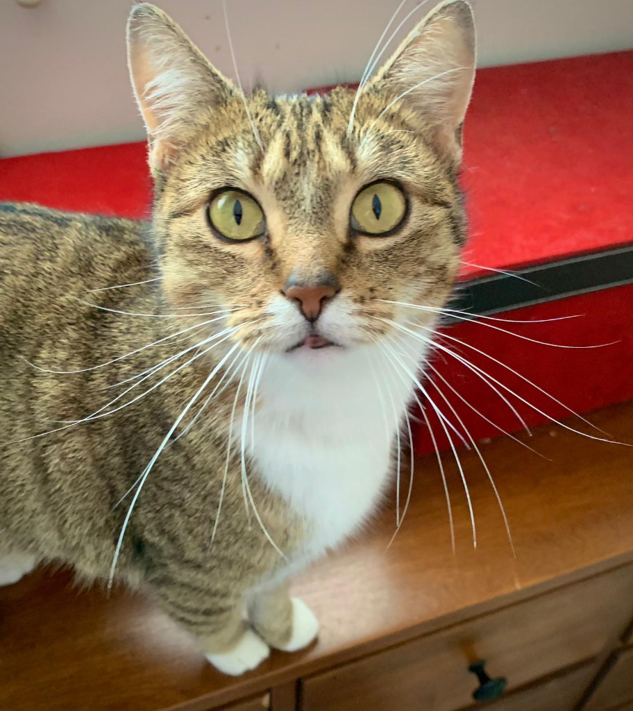 Elfine, an adoptable Domestic Short Hair in Calgary, AB, T3S 0C5 | Photo Image 7