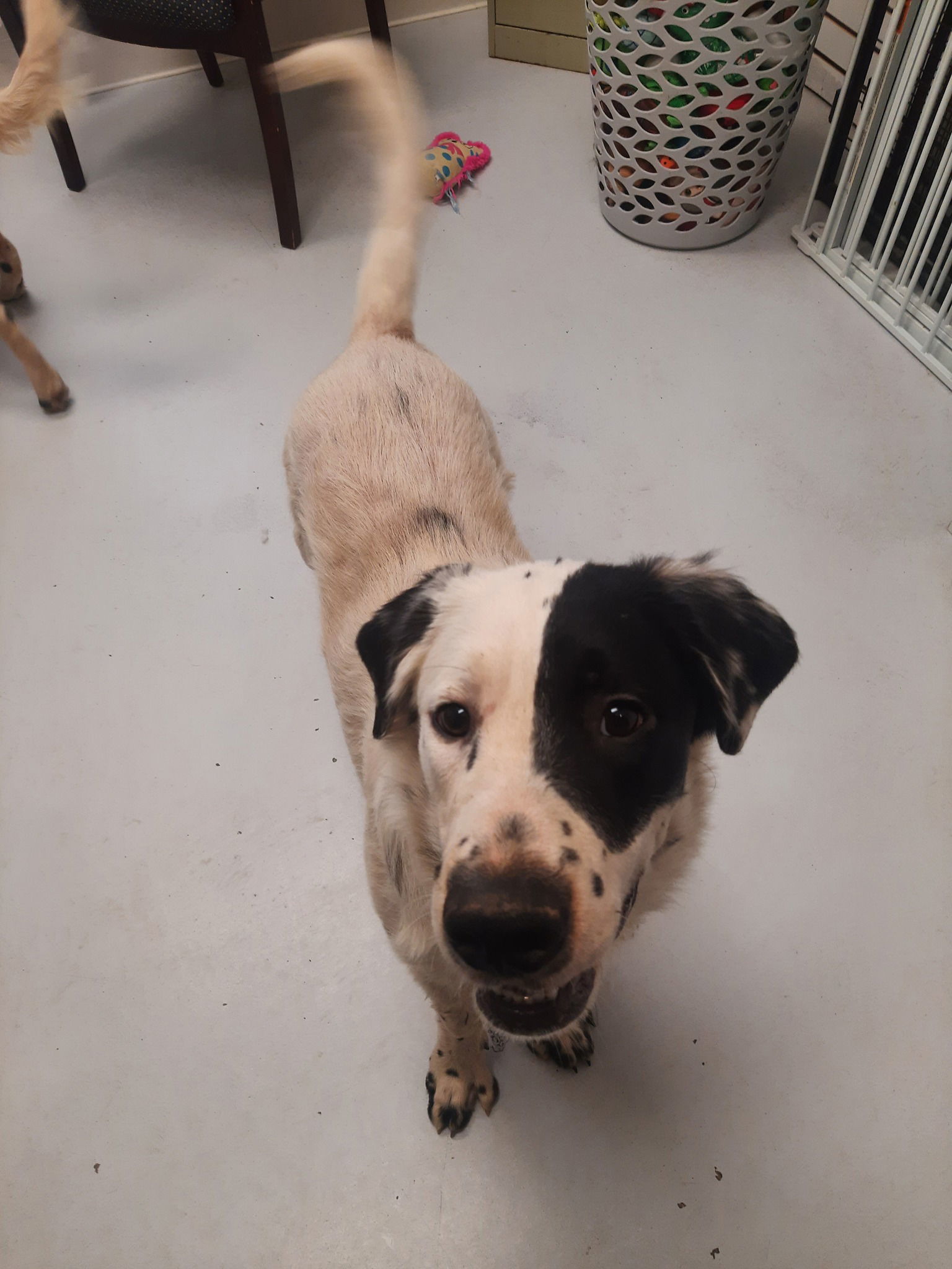 Spike, an adoptable Spaniel in Mount Gilead, OH, 43338 | Photo Image 1