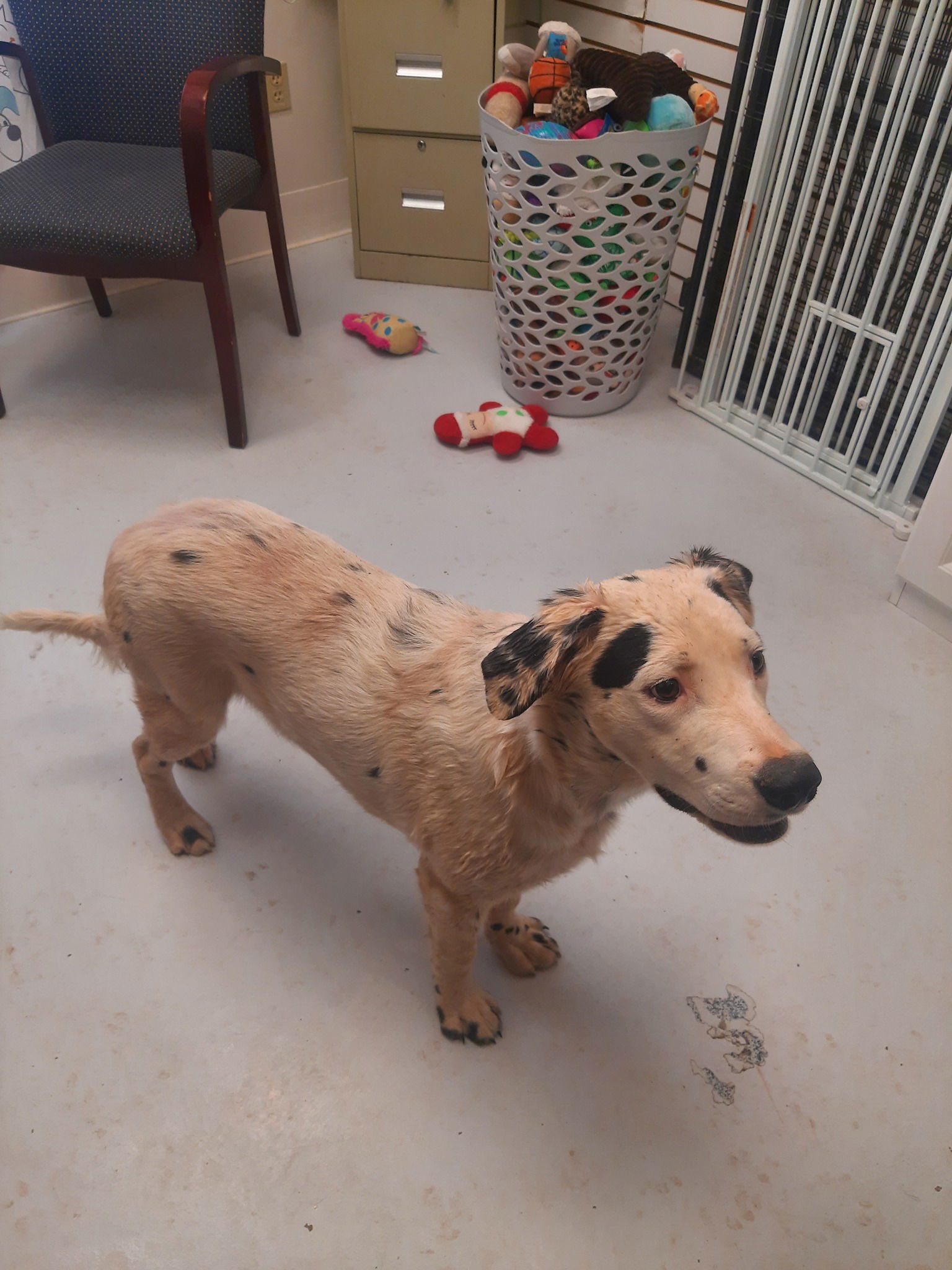 Fuzzy*P, an adoptable Spaniel, Australian Shepherd in Mount Gilead, OH, 43338 | Photo Image 1