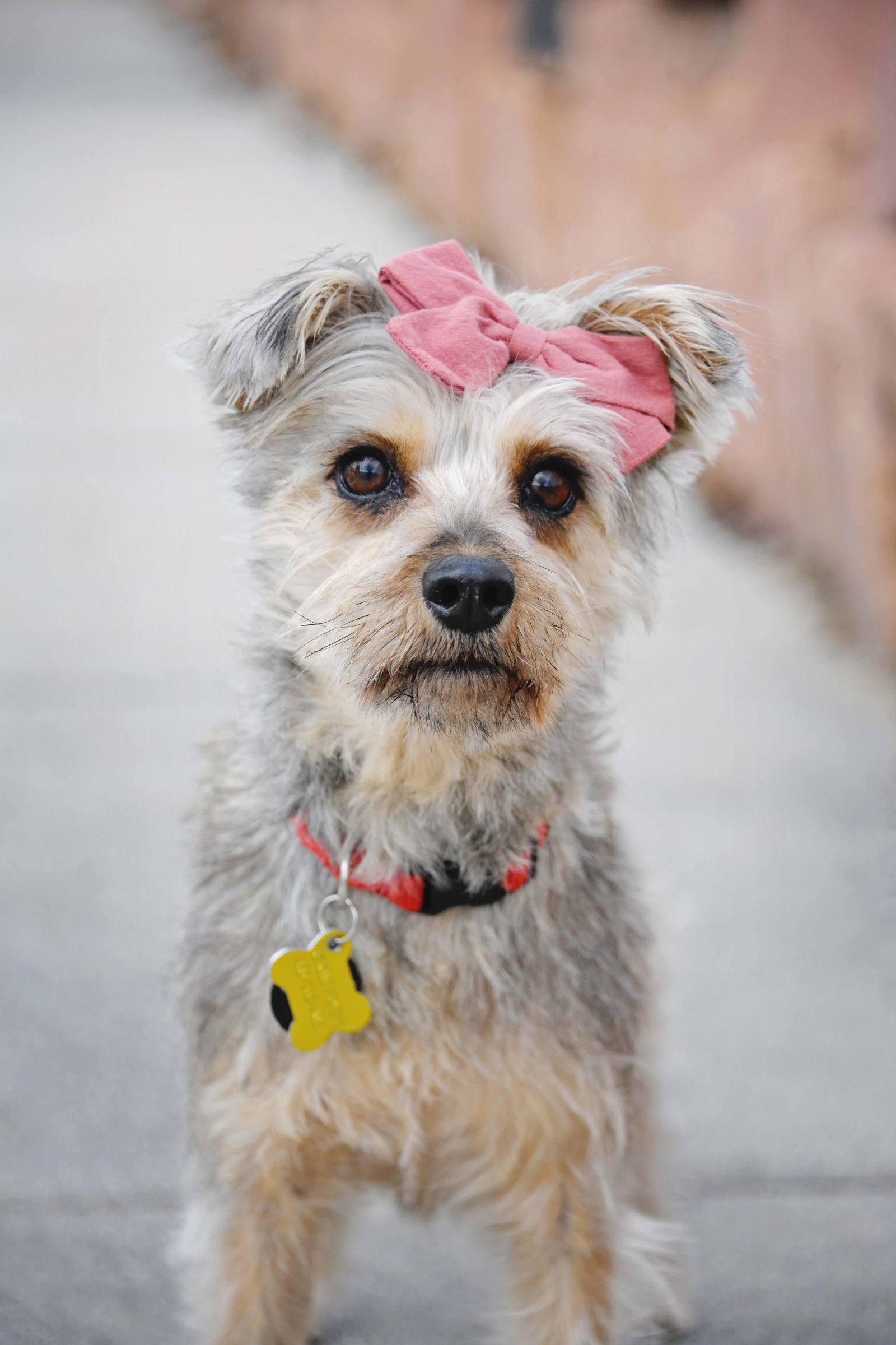 Anye Mae, an adoptable Terrier in Salt Lake City, UT, 84171 | Photo Image 1