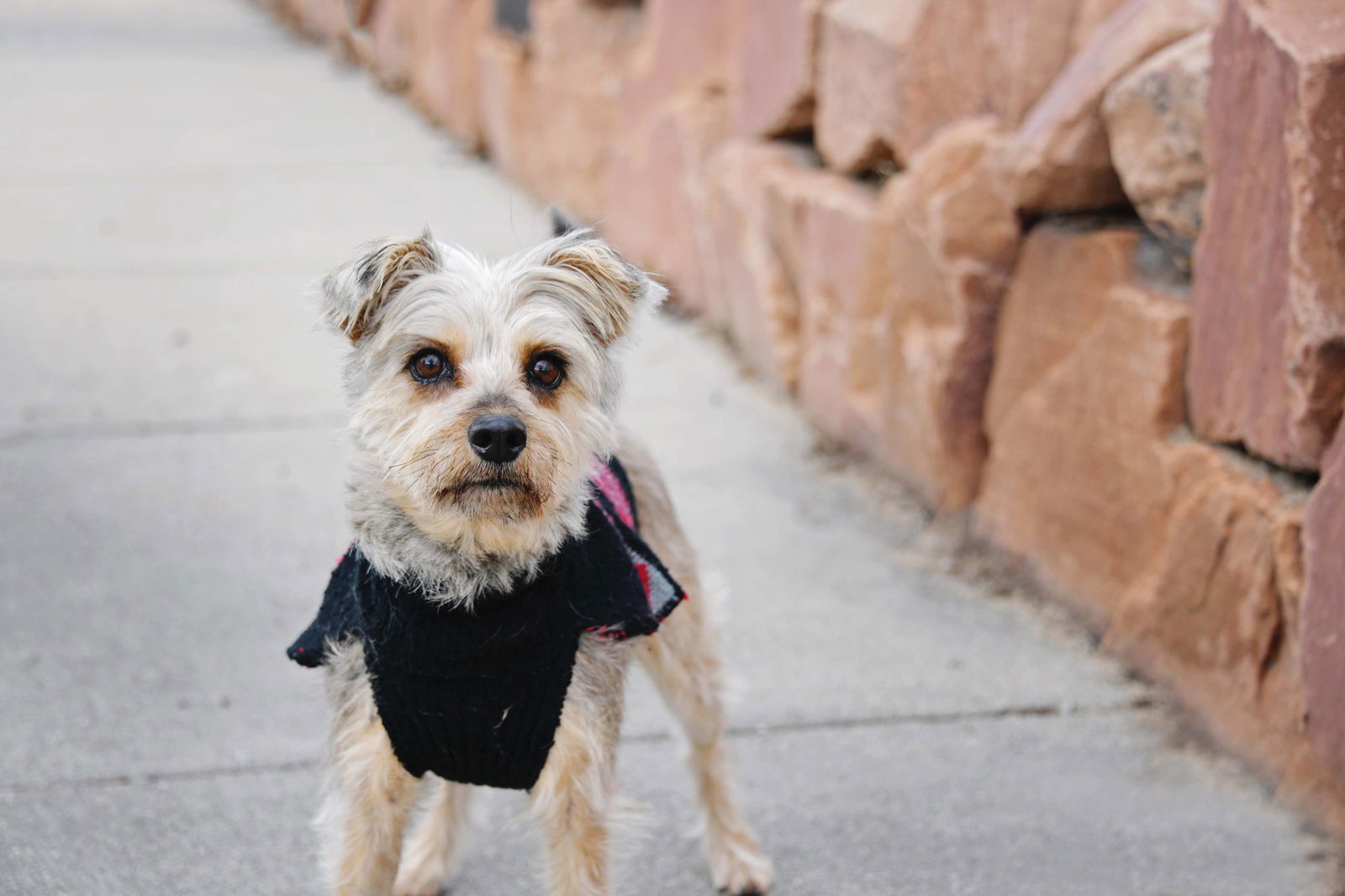 Anye Mae, an adoptable Terrier in Salt Lake City, UT, 84171 | Photo Image 2