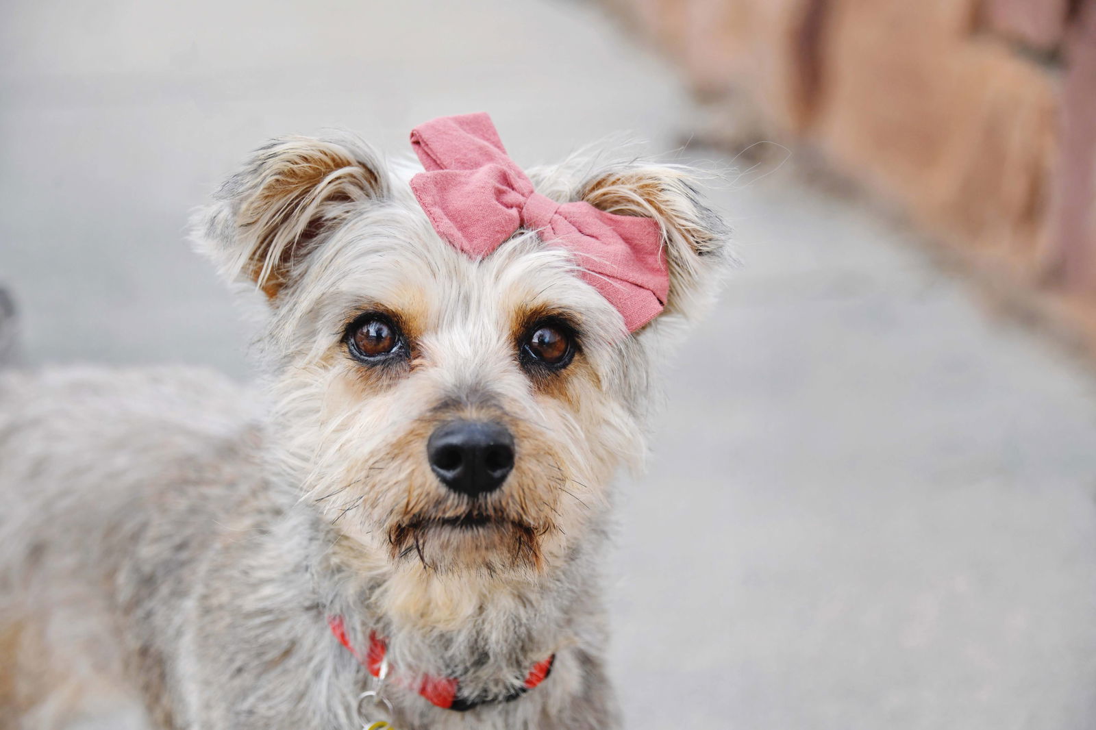 Anye Mae, an adoptable Terrier in Salt Lake City, UT, 84171 | Photo Image 3